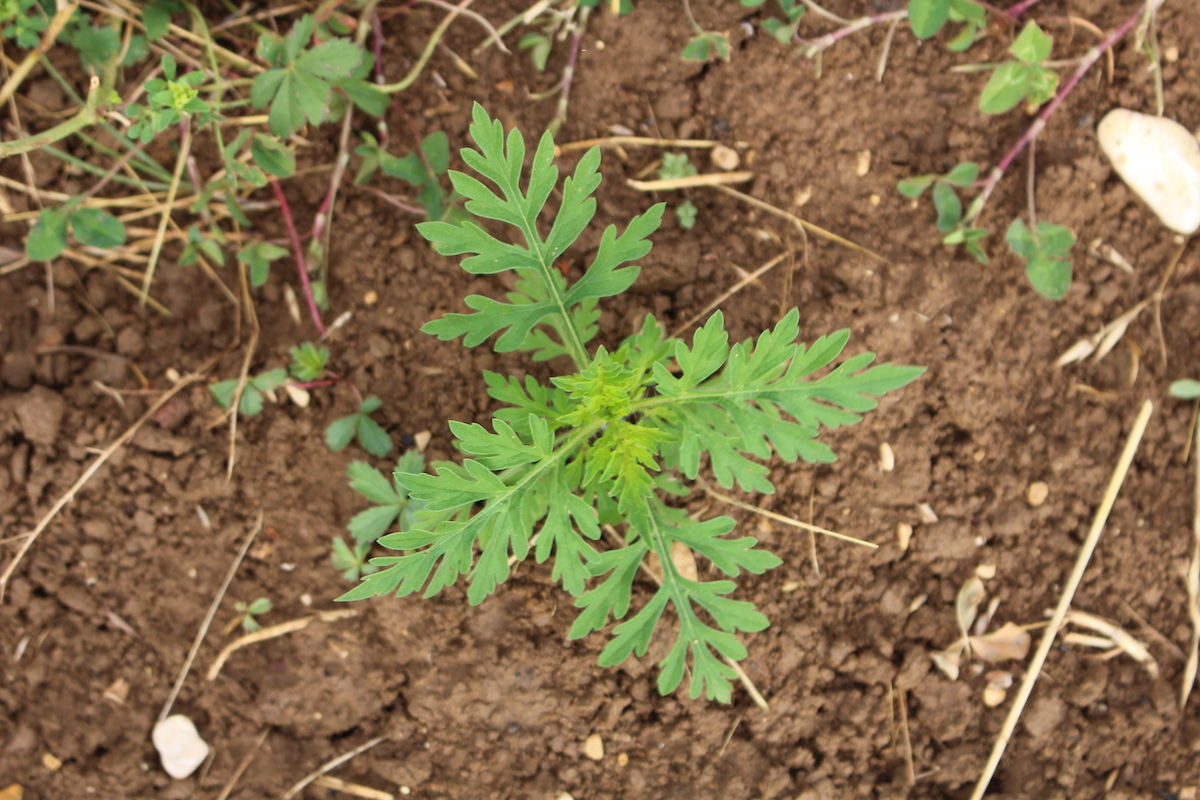 Photographie HD ambroisie à feuilles d'armoise reconnaitre plante allergène fleur feuilles santé humaine artemisifoliia