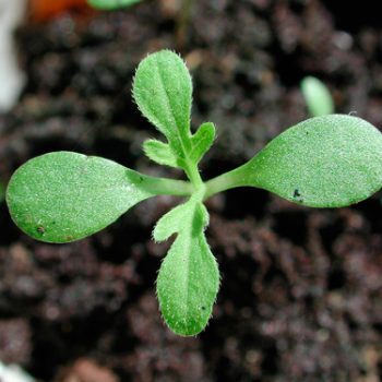 ambroisie à feuilles d'armoise ambrosia artemisiifolia plantule stade feuilles cotylédons photographie