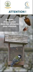 ambroisie graines oiseaux