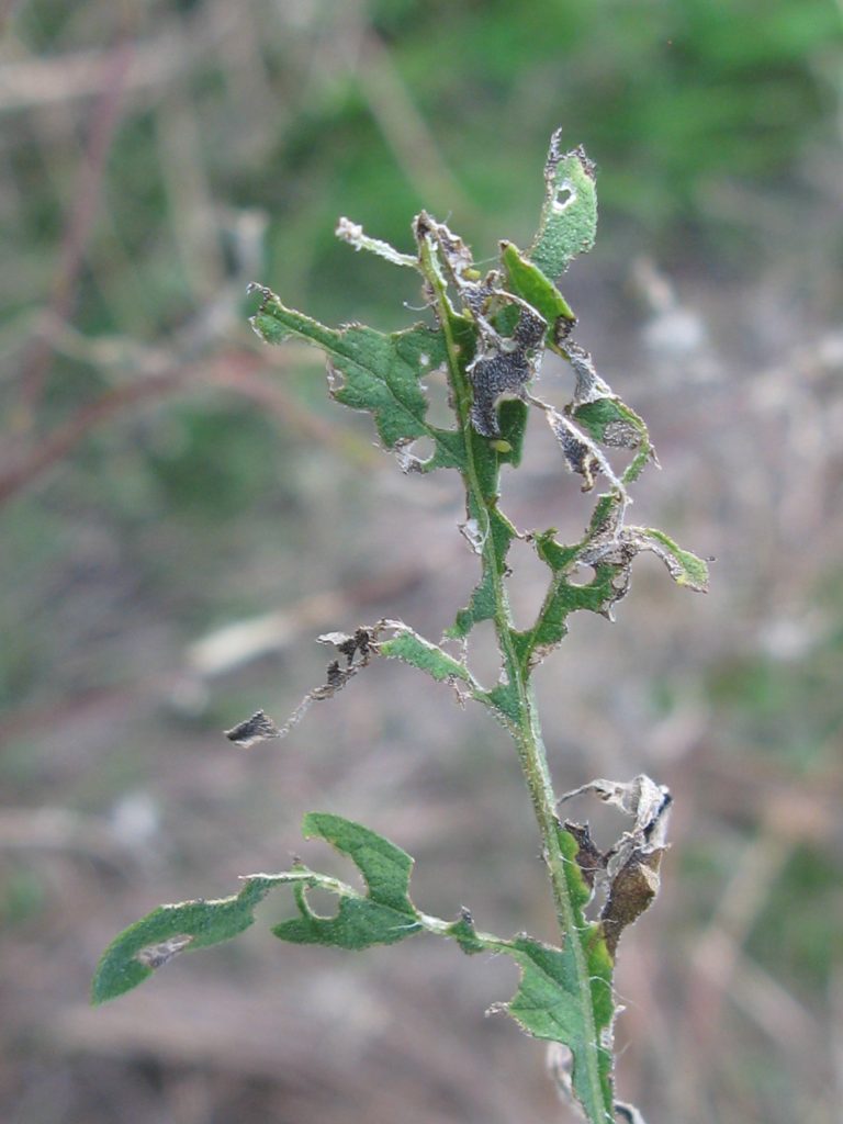 ambroisie à feuilles d'armoise dégâts ophraella chrysomèle foliaire attaque lutte s'en débarrasser