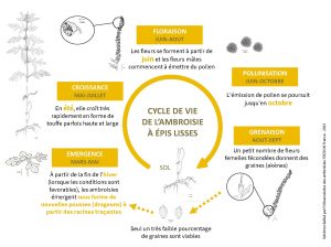 cycle vie schéma graphique ambroisie à épis lisse psilostachya ambrosia