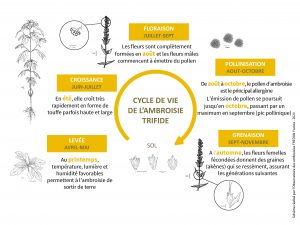 graphique schéma cycle de vie Ambroisie trifide
