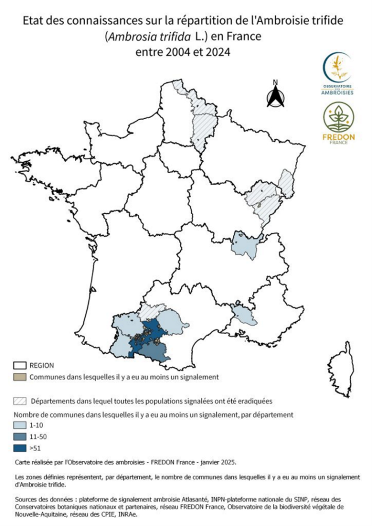 Carte de répartition de l'ambroisie trifide en France entre 2004 et 2024.