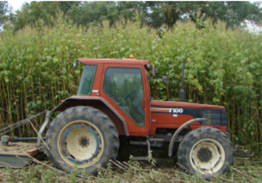 Parcelle ambroisie trifide tracteur