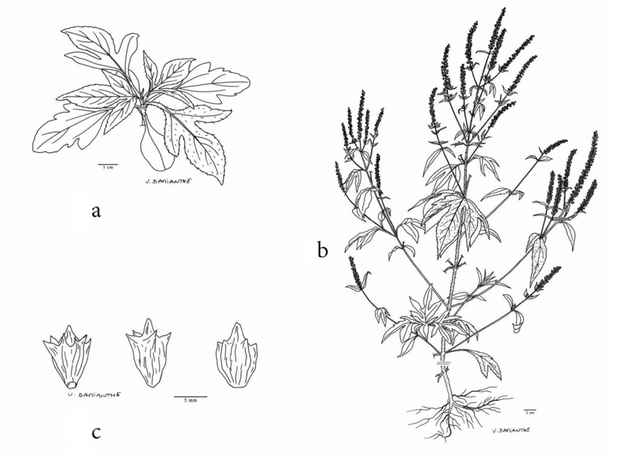 Représentation schématique d’une plantule avec cotylédons et les six premières feuilles en a ; en b une ambroisie trifide en fleurs, les feuilles sont opposées et les tiges ramifiées ; en c le fruit d’ambroisie trifide (akène) à forte variabilité.