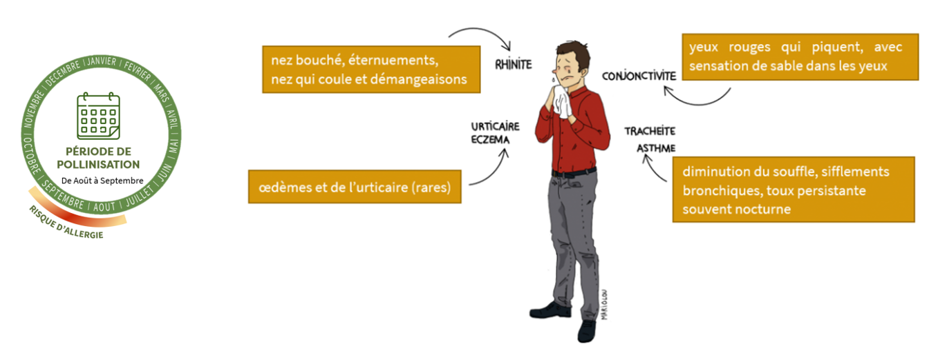 Symptômes allergiques et période de risque allergique.
